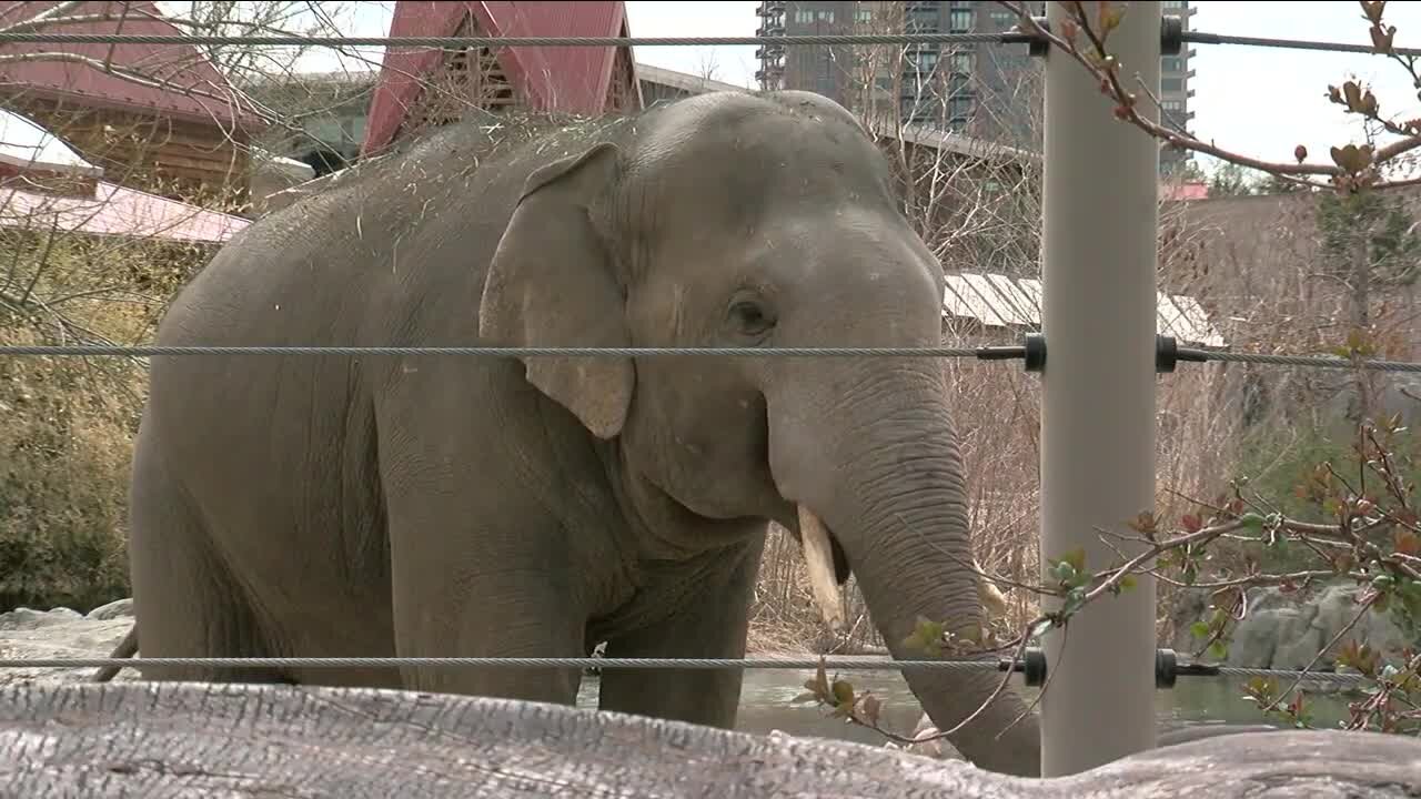 Denver Zoo named one of best zoos in country for conservation efforts