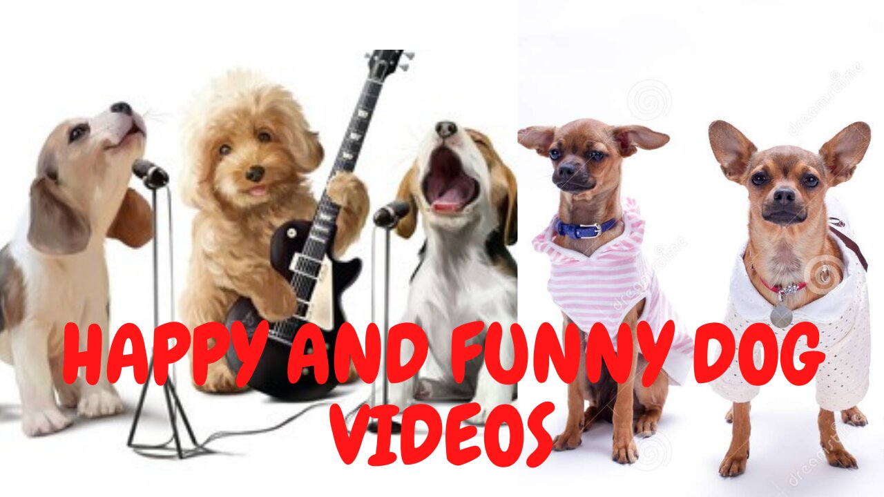 Happy and funny dogs videos