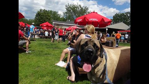 Why are dogs in Cuyahoga County restaurants?