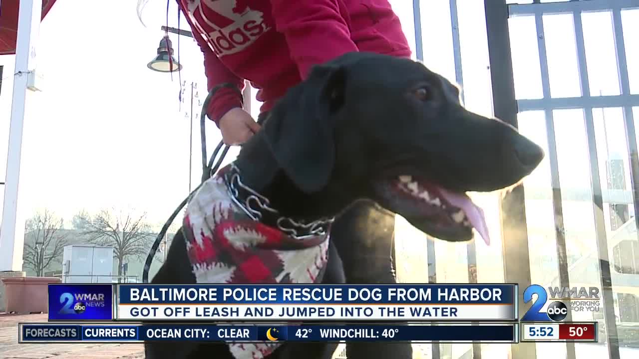 BPD officers save dog's life from freezing water at Inner Harbor