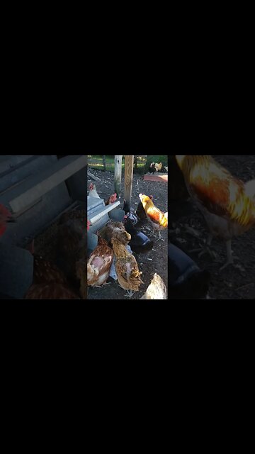 Happy Chickens #chickens #chickenshorts
