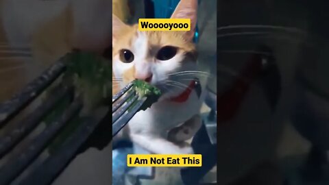 cute animals||funny cat videos||British Shorthair|american shorthair cat||#Animals#GigoX#russianblue