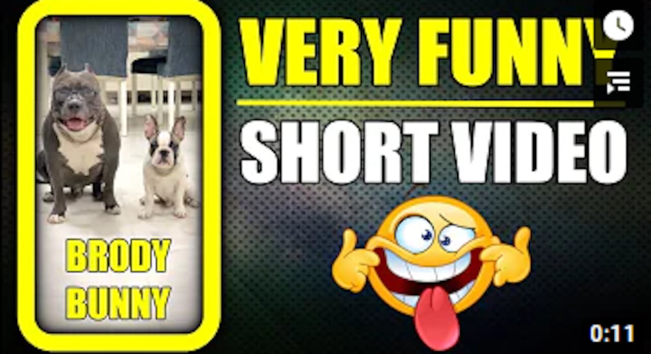 Brody and Bunny is always Funny 🤪 Dog #shorts​ Video | Harpreet SDC