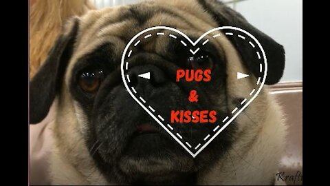 Adorable Pug Compilation - Cute Pug Videos