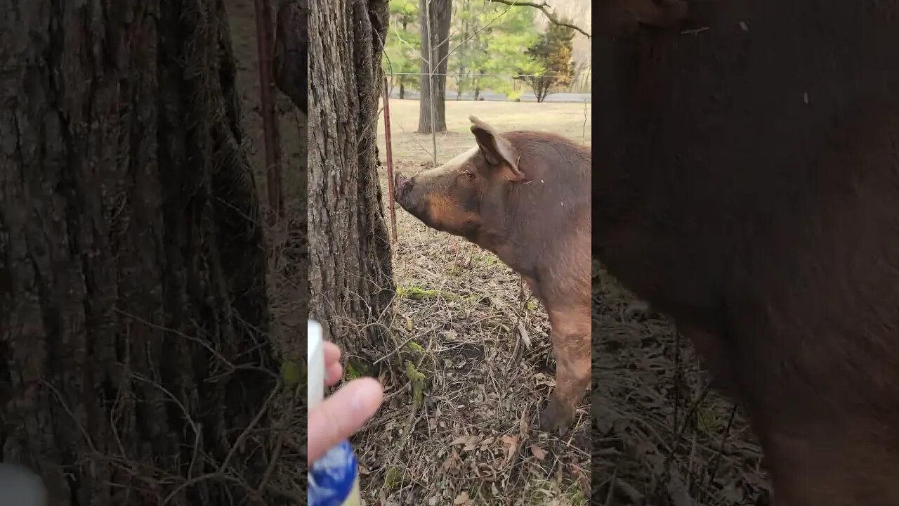 Treating Pig with Injured Eye @UncleTimsFarm #kärnəvór