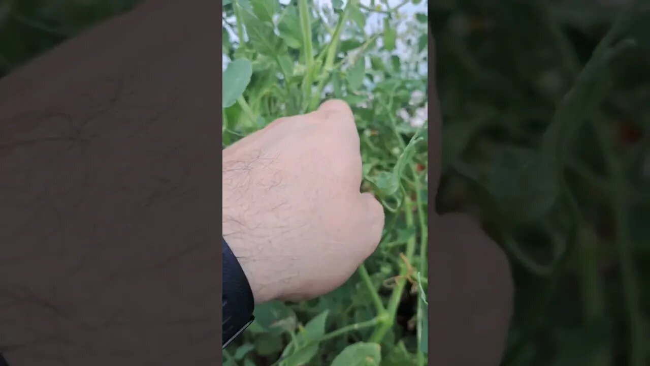 Nothing says friendship like gardening together. I've watched this mantis grow from a little baby.