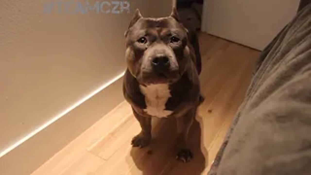 Talking dog Czr. American Bully is so smart!