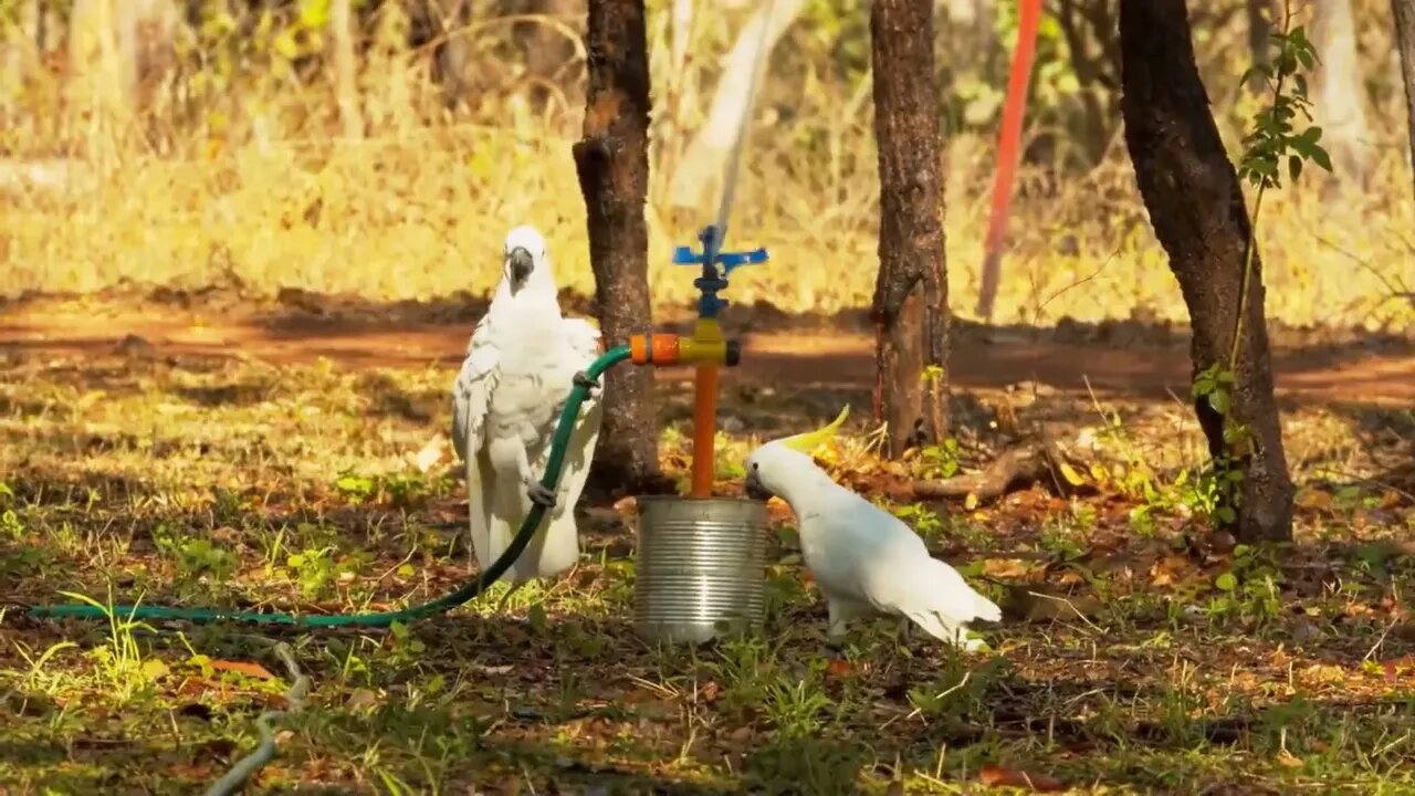 10 Most Beautiful Cockatoo Species on Planet Earth