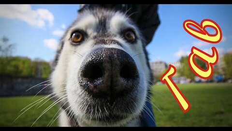 Смешные Собаки 7 Funny Dogs