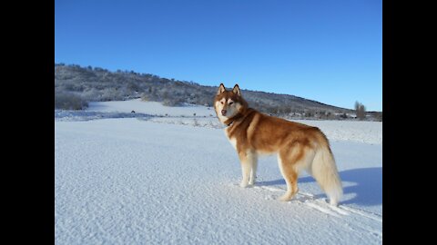husky dogs of Siberia