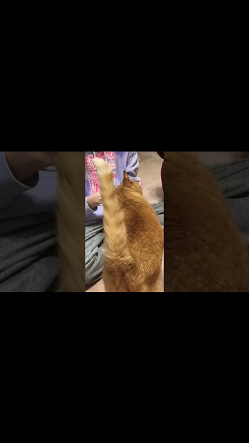 Hungry Cat Meows for Food