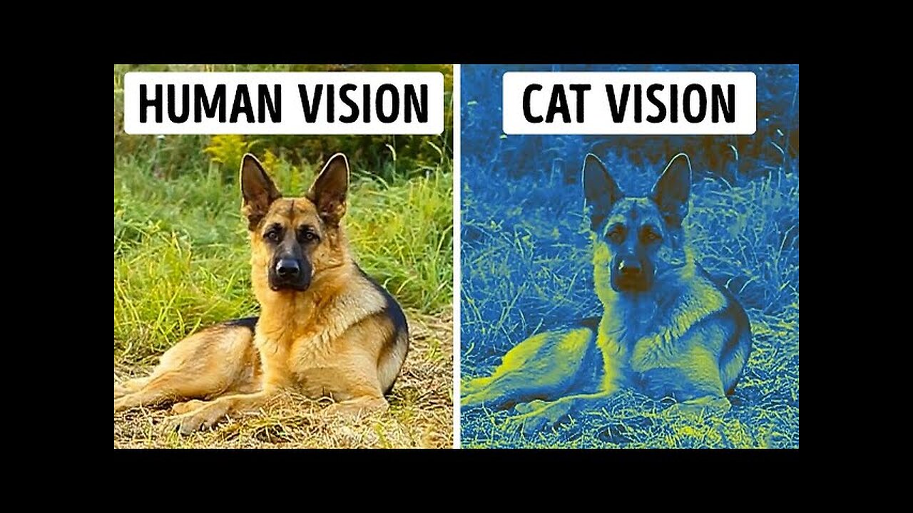 The World Through the Eyes of Animals by BRIGHT SIDE