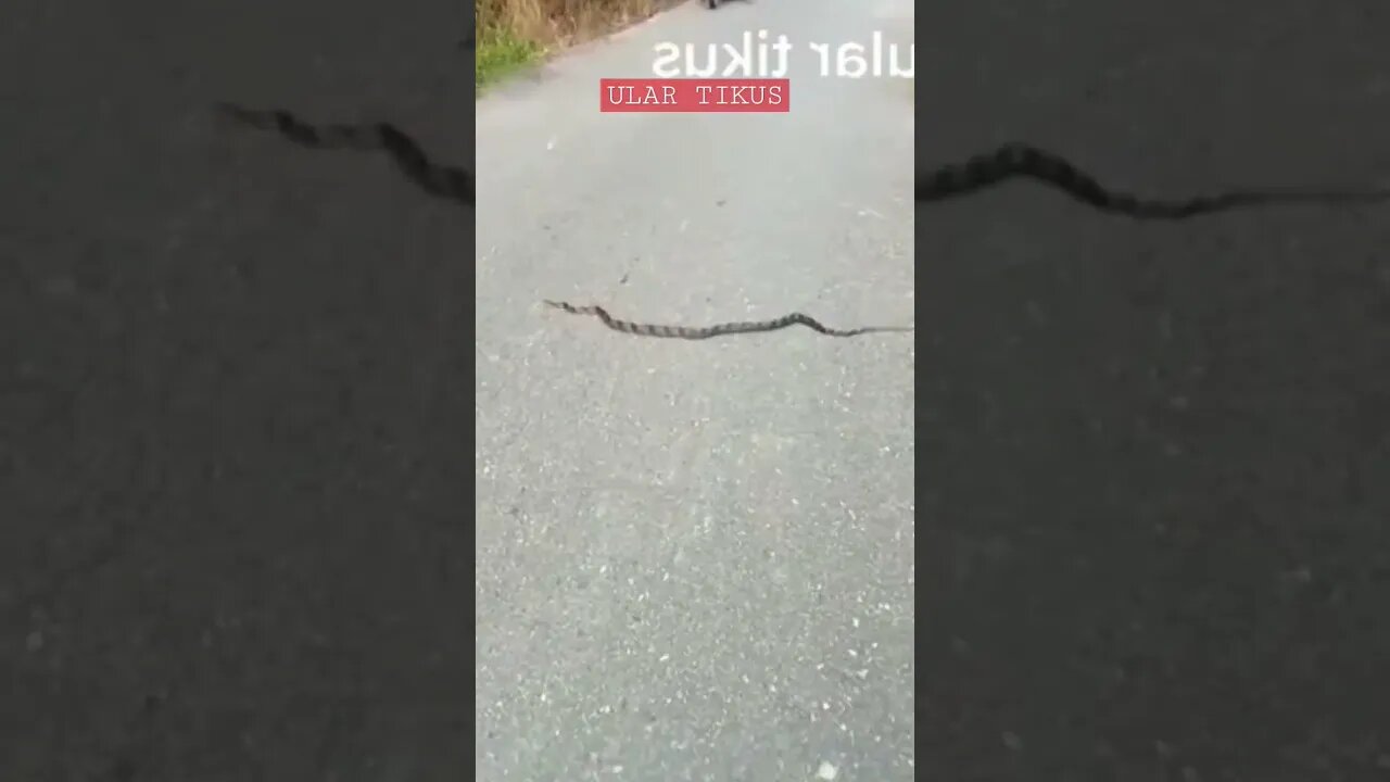 Ular tikus #shorts #short #trending #ular #fyp