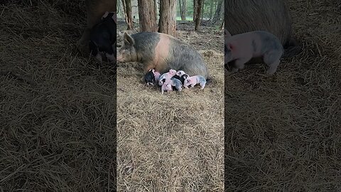 Pig and her Piglets in the Forest @UncleTimsFarm #kärnəvór #carnivore #shorts #hereford #pigtalk