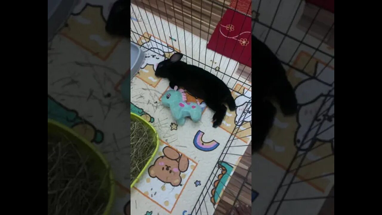 Bunny deep sleep 😴 | Rabbit Sleeping