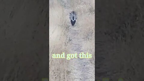 Skunk Journey