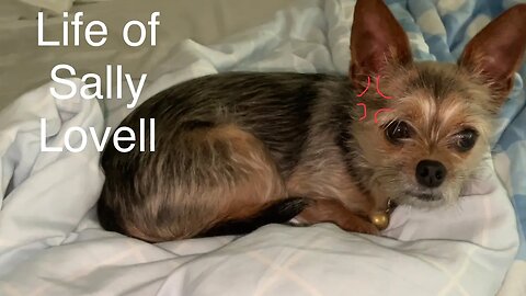 Life of Sally Lovell (A Dog comedy Documentary)