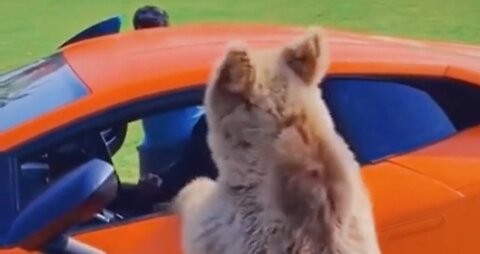 Bear Rips off door of LAMBORGHINI SUPER CAR