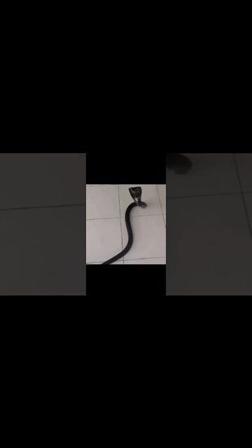 Angry Snake #Shorts #ytshorts #UbertainmentFun #Dogs #Animals #Fun