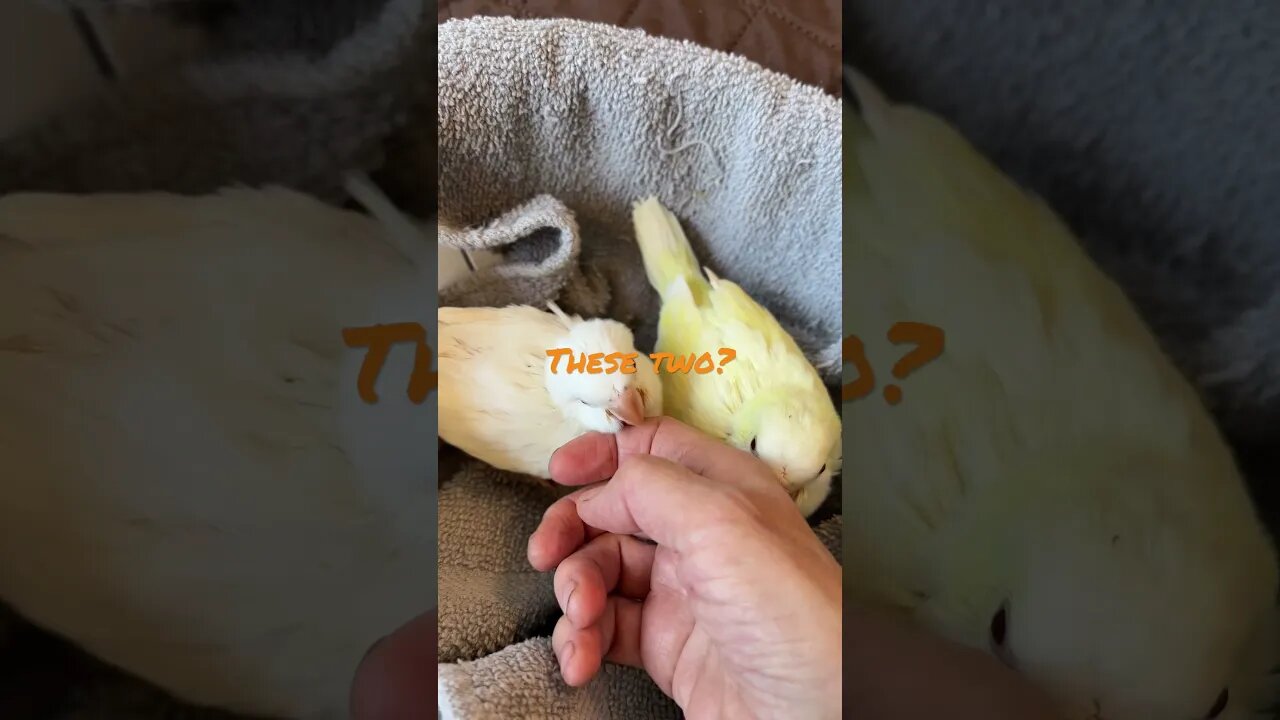 Which one? Pt 2 #love #shortsvideo #happy #dogs #like #amazing #viral #dog #kids #birds #birdslover