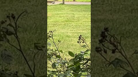 The birds 🦅 #back baby