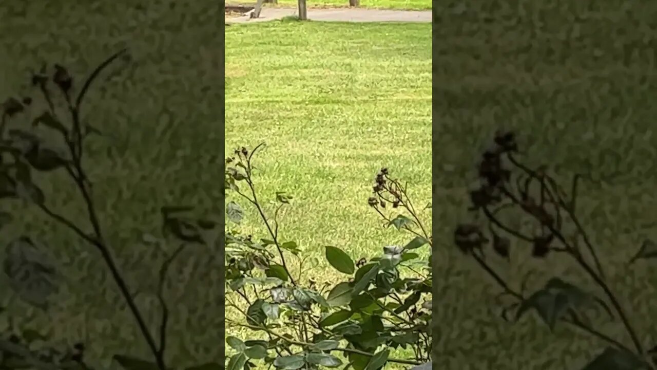 The birds 🦅 #back baby