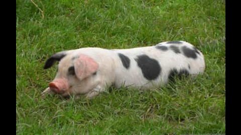 Maialino prepara da solo il suo letto