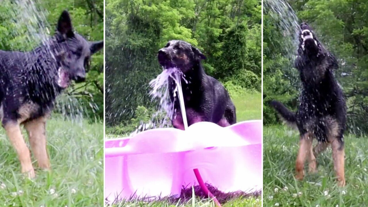 German Shepherd in Kiddie Pool | German Shepherd Plays in Water