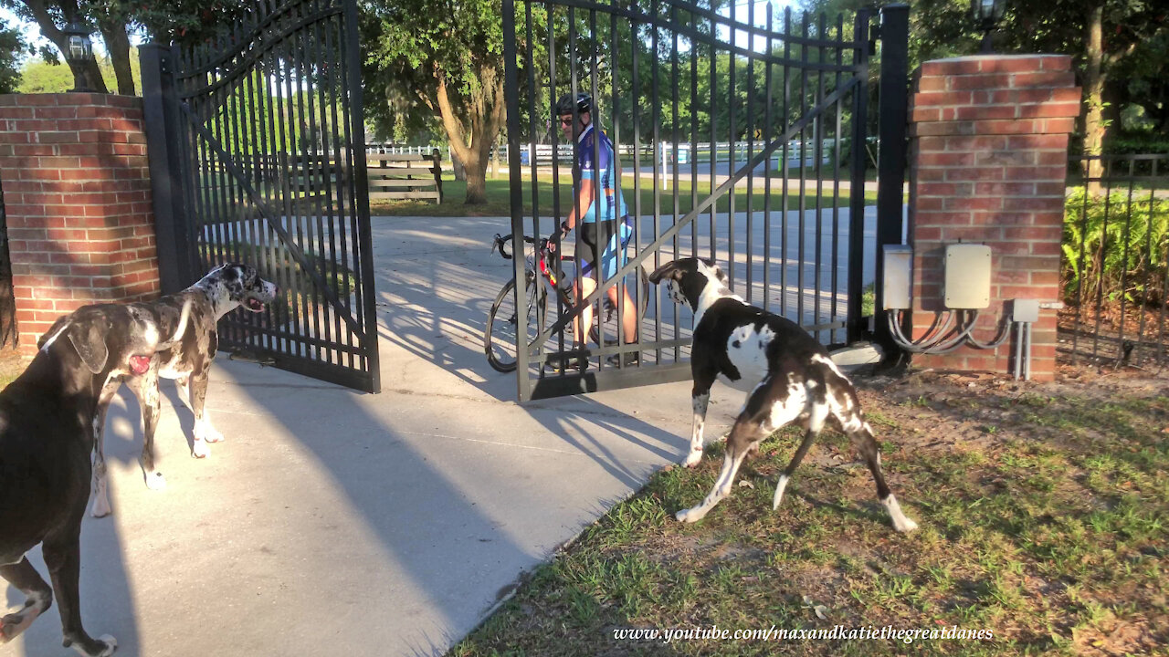 Pack Of Great Danes Are Great Guard Dog Gate Greeters