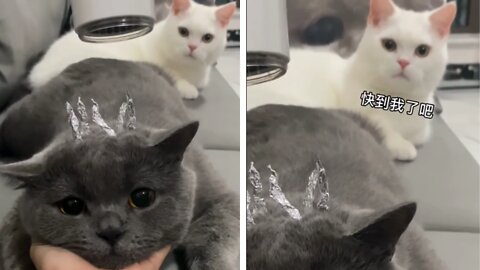 My boy getting new hair color for her