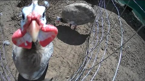 Australian chocolate guinea fowl