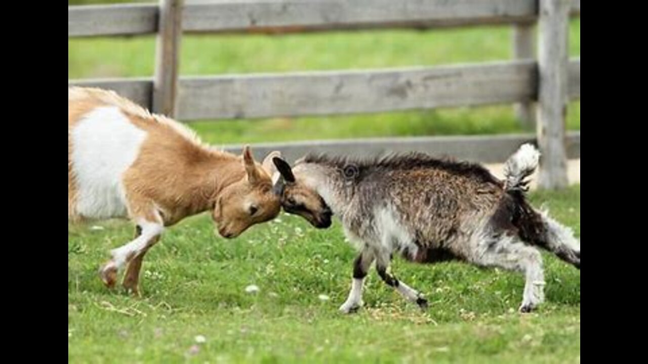 Goat Fighting