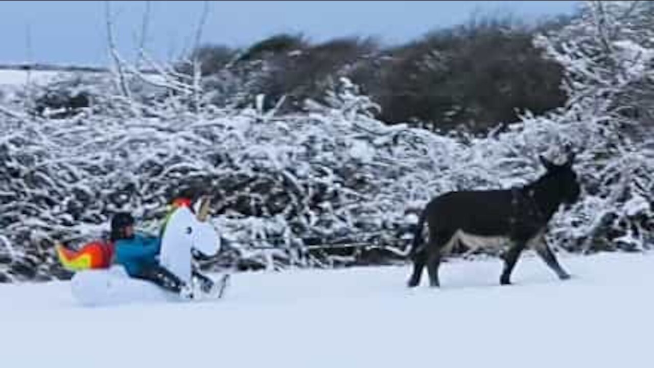 Ever seen an inflatable sled pulled by donkeys?