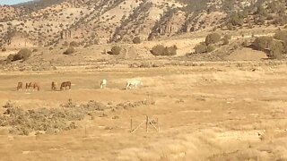 Horses viewed from the Amtrak California Zephyr, in Colorado