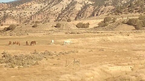 Horses viewed from the Amtrak California Zephyr, in Colorado