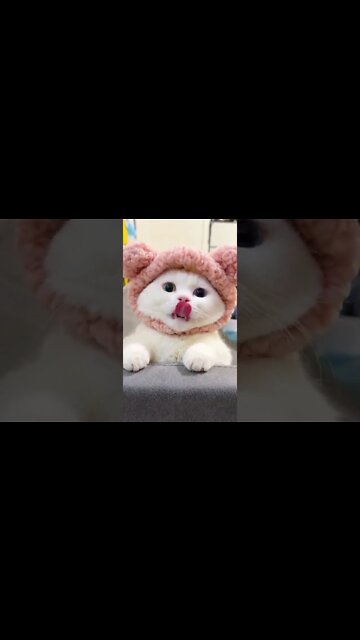 наши милые котики (1)