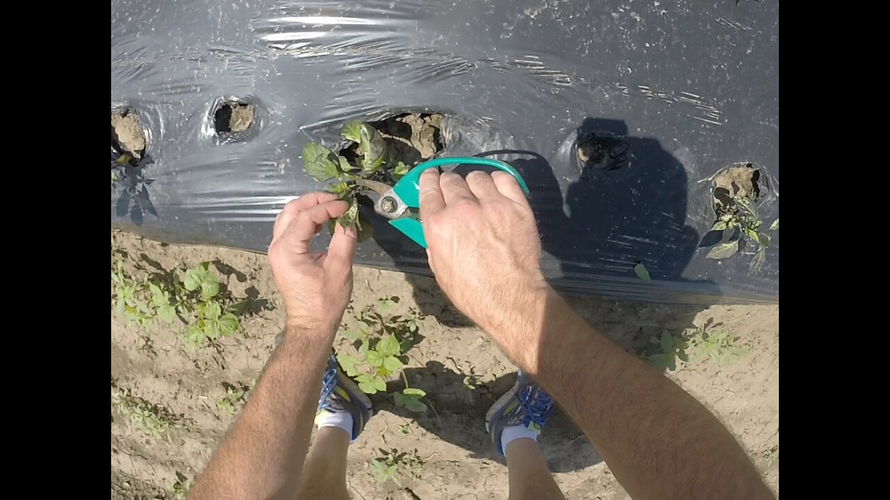 Topping Peppers for Bigger Yields