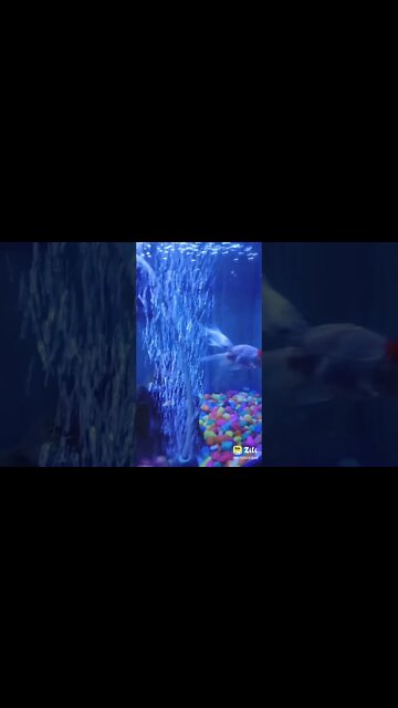 #tranding #shortsfeed #shortvideo #shorts #trending #youtubeshortvideo #amazing #short #amazingfacts