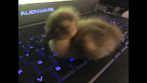 Sleepy duckling falls asleep on keyboard