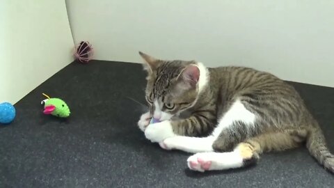 Cute Little Cat Plays With His Toys