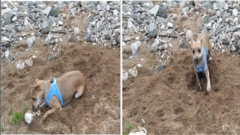 Dog finds a small rock, instantly becomes a little crazy