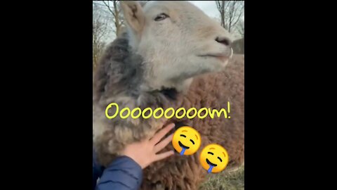 Ooomm goat😀🤣