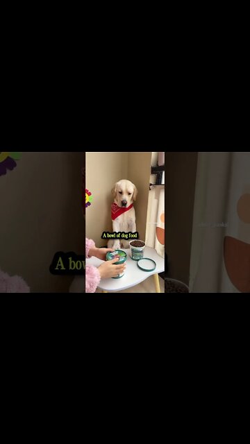 Dog : I can choose another one ? #shorts