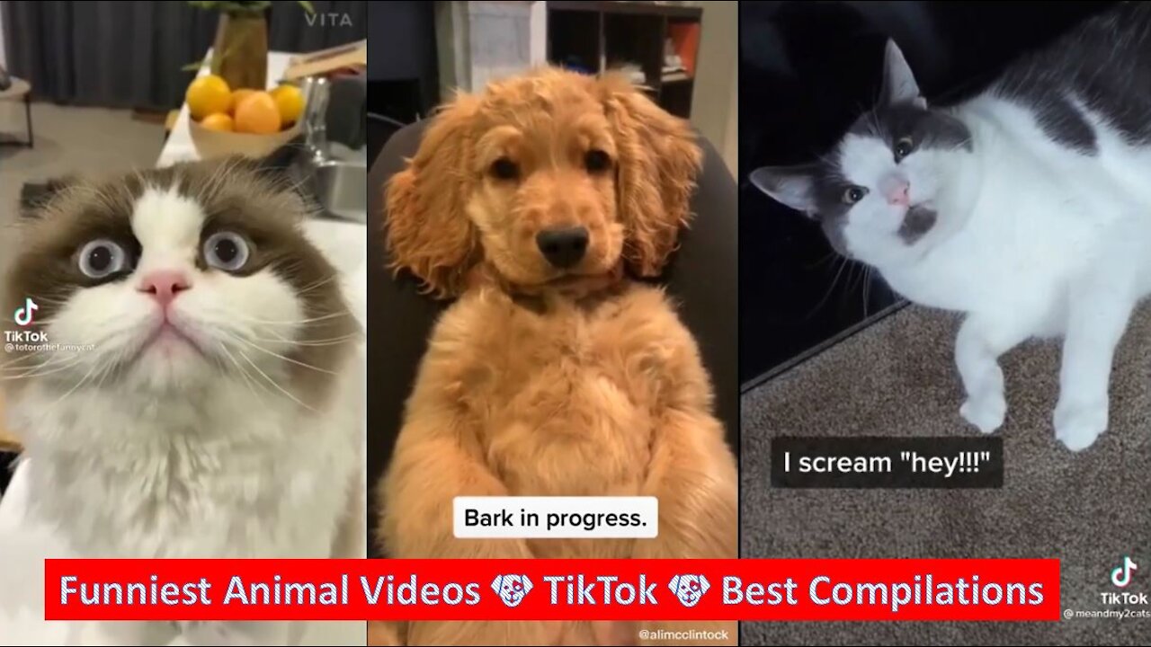 Funniest Animal Videos 🐶 TikTok 🐶 Best Compilations