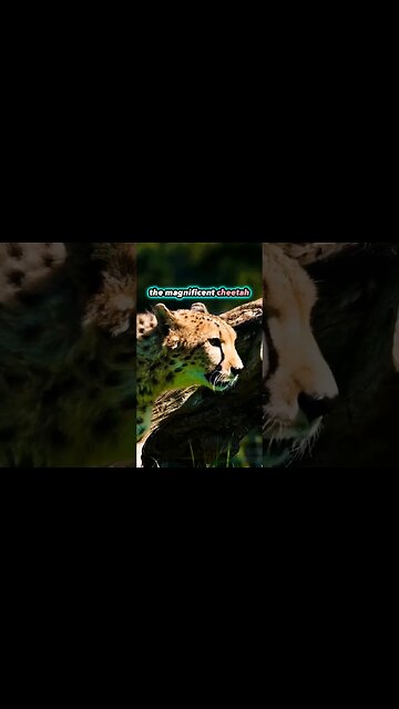 Cheetah Safari Adventure: Witnessing the Wild Elegance! #Safari #NatureDocumentary #shorts