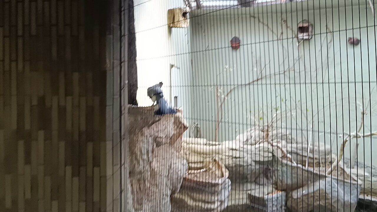 A bird that sings in Ueno Park Zoo