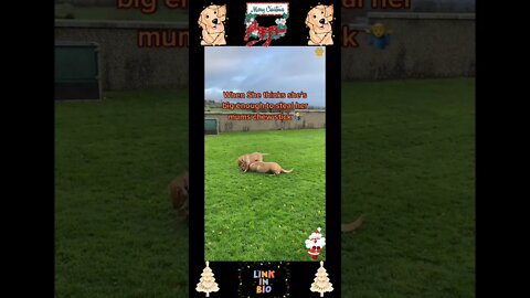 768_🎄🐶🎄[#Christmas #Special]#Top #Funny #Labrador #Retriever|#Labrador #Retriever|Passionate Animals