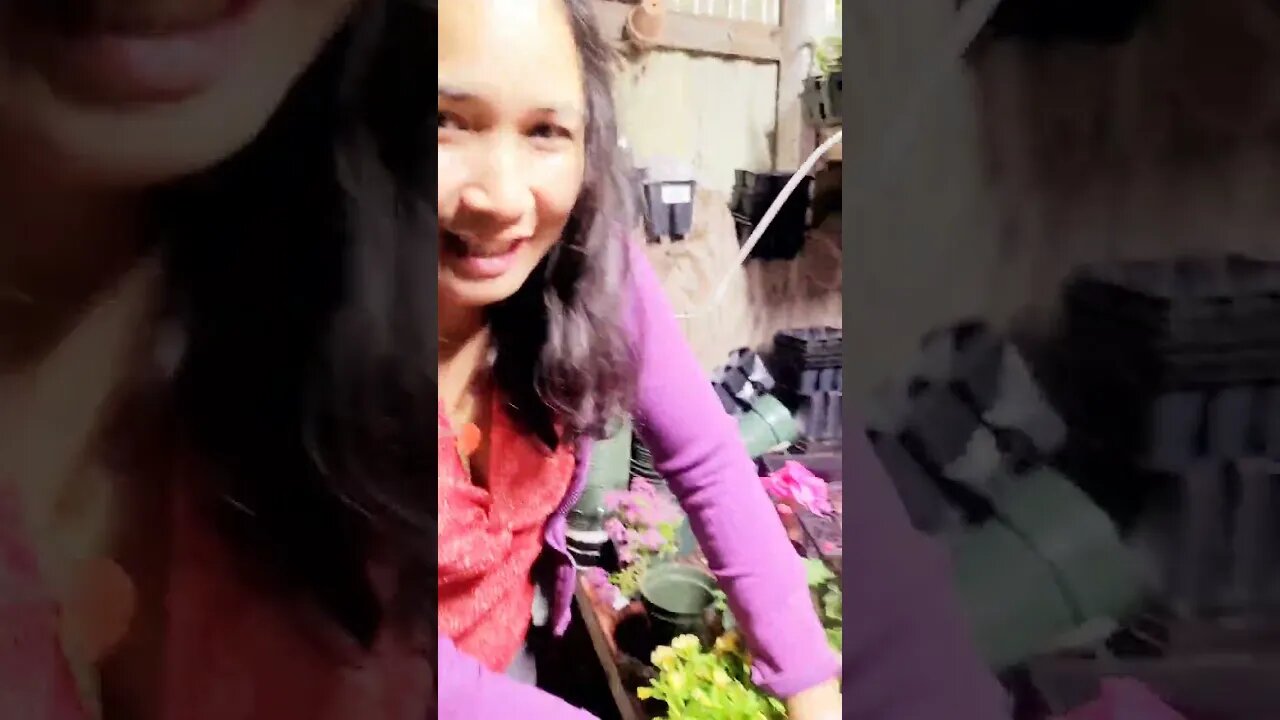 ปลูกดอกไม้ขายในต่างแดน Planting with me