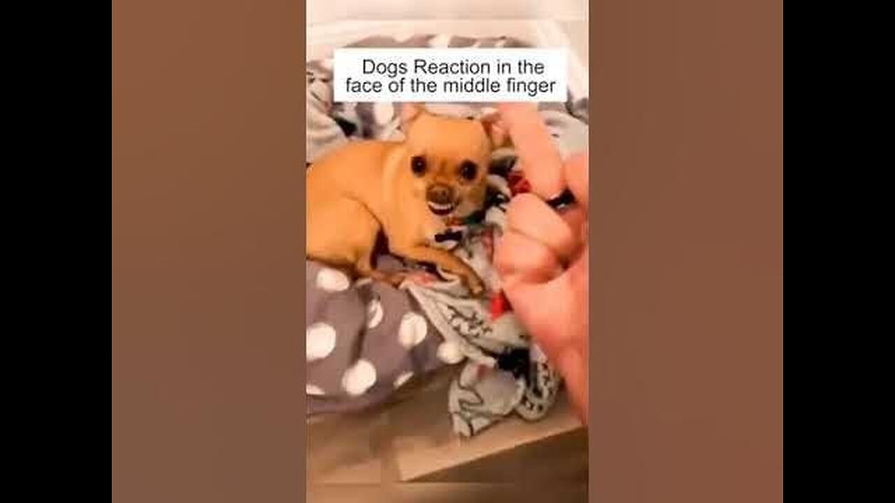 Dogs Reaction to a Middle Finger in Their Faces