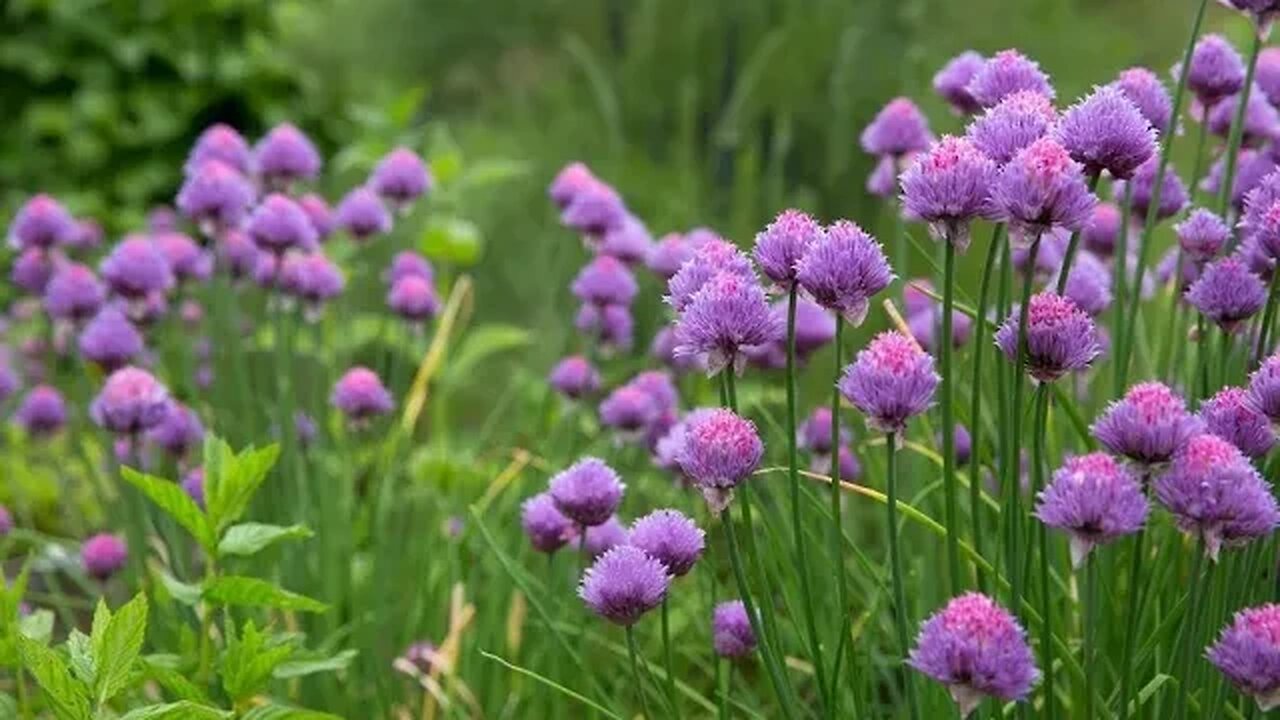 Campanion Planting Chive with Carrots